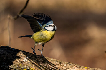 Close-up Of Blue Tit Perching On Branch
