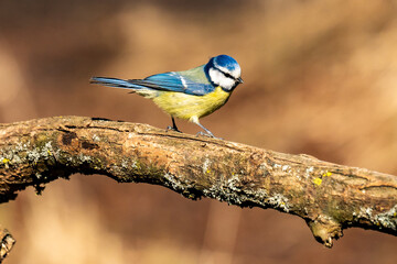Close-up Of Blue Tit Perching On Branch
