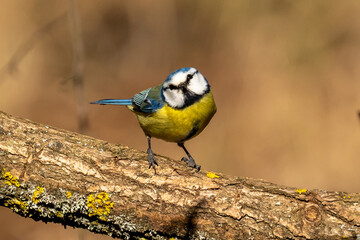 Obraz premium Close-up Of Blue Tit Perching On Branch 