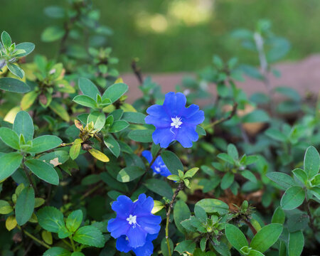 blue flowers of Lithospermum purpurocaeruleum