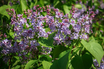 Fresh lilac flowers with green leaves background