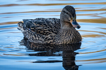 Female duck is swimming on a small lake