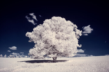 infrared photography - ir photo of landscape with tree under sky with clouds - the art of our world...