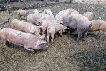 Dirty pigs and piglets grazing on a pig farm. Natural organic pig breeding. Farming. Stockbreeding.