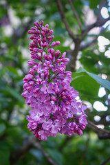 Fototapeta na wymiar Fresh lilac flowers bunch with green leaves background