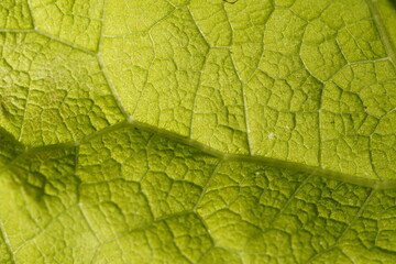 Blattstruktur grün Blatt leaf abstrakt Nährstoffversorgung