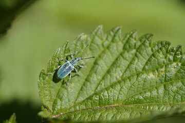 Polydrusus impressifrons Rüsselkäfer türkis schwarz turquoise