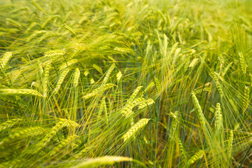 a barley field at noon in the wind