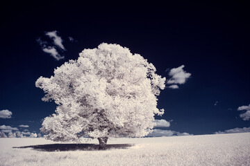 infrared photography - ir photo of landscape with tree under sky with clouds - the art of our world...