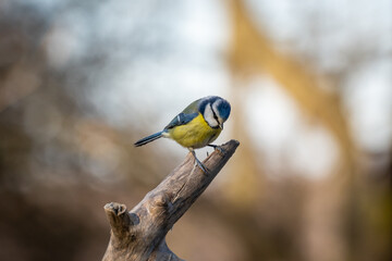 Eurasian blue tit sitting on a branch at sunset