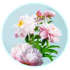 White-pink blooming peony flowers on a round blue background