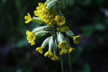 Bunch of yellow little flowers on stem on dark blurred background