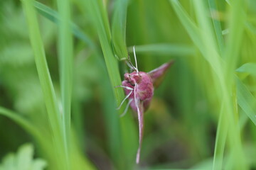 Deilephila porcellus Nachtfalter rosa gelb Schmetterling kleiner Weinschw&auml;rmer