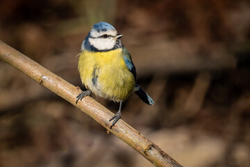 Eurasian blue tit sitting on a branch at sunset