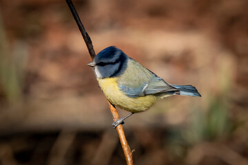 Eurasian blue tit sitting on a branch at sunset