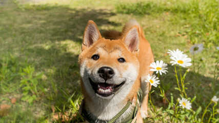Happy shiba inu in natura on park. Red-haired Japanese dog smiling portrait.Close Up.