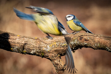 Close-up Of Blue Tit Perching On Branch
