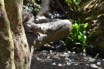 Squirrel