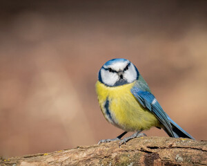 Obraz premium Eurasian blue tit sitting on a branch at sunset