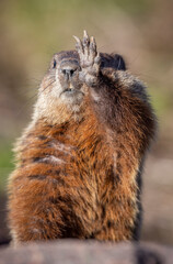 Groundhog