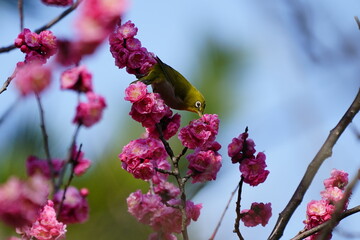 梅とメジロ