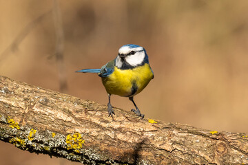Eurasian blue tit sitting on a branch at sunset