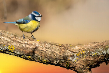 Eurasian blue tit sitting on a branch at sunset