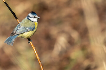 Eurasian blue tit sitting on a branch at sunset