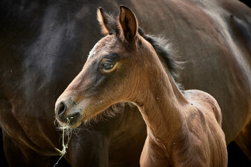 Close-up of a brown thoroughbred filly foal standing close to mare isolated on black background.