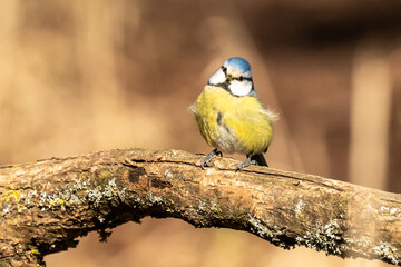 Eurasian blue tit sitting on a branch at sunset