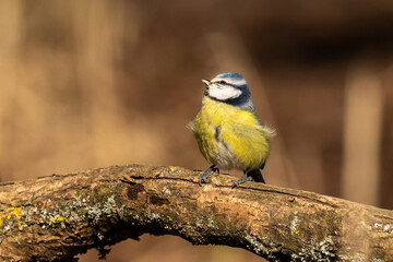Obraz premium Eurasian blue tit sitting on a branch at sunset