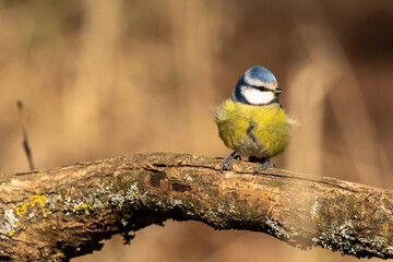 Eurasian blue tit sitting on a branch at sunset