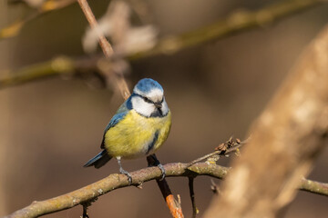 Eurasian blue tit sitting on a branch at sunset