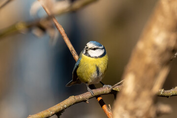 Eurasian blue tit sitting on a branch at sunset