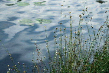 Tall grass with yellow flowers growing on lake bank with blue sky reflection in wavy water background