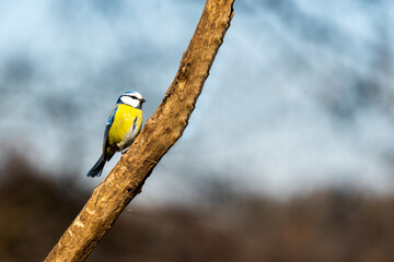 Eurasian blue tit sitting on a branch at sunset