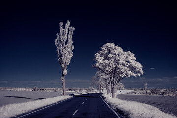 infrared photography - ir photo of landscape with tree under sky with clouds - the art of our world and plants in the infrared camera spectrum