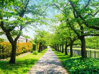 新緑の桜並木