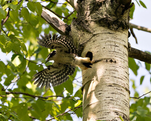 Obraz premium Woodpecker Photo Stock. Flying out of its nest house with spread wings with blur background in its environment and habitat surrounding. Woodpecker Hairy Image. Picture. Portrait.