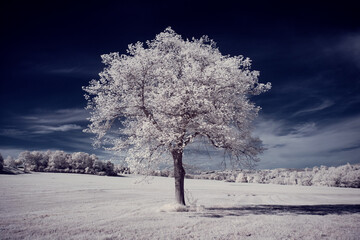 infrared photography - ir photo of landscape with tree under sky with clouds - the art of our world...