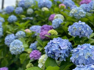 blue hydrangea flowers