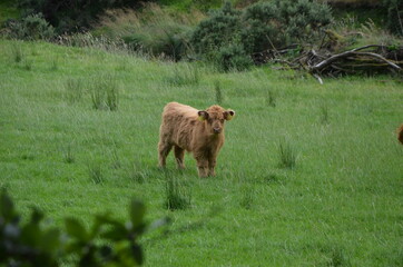 Ireland Cow