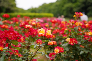 腫れた日の植物園に咲く赤いバラ