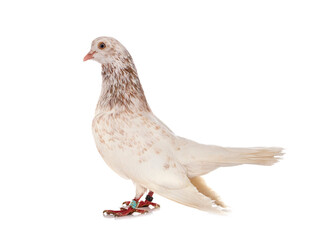 oriental roller in studio