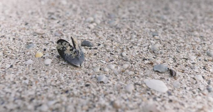 Close-up shot of the dried shell lying on the sand beach. Mediterranean mussel