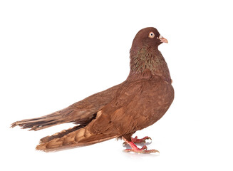 oriental roller in studio