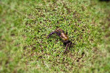 Brazilian coast crab, Swamp Ghost Crab
