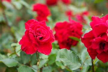 腫れた日の植物園に咲く赤いバラ