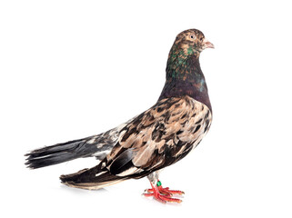 oriental roller in studio