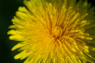Dandelion 2